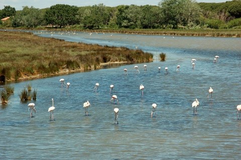 Aigues-Mortezs - Camargue - Bouches du Rhône - PACA