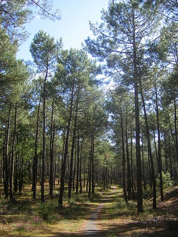 Les landes - St Julien de Born - Aquitaine 