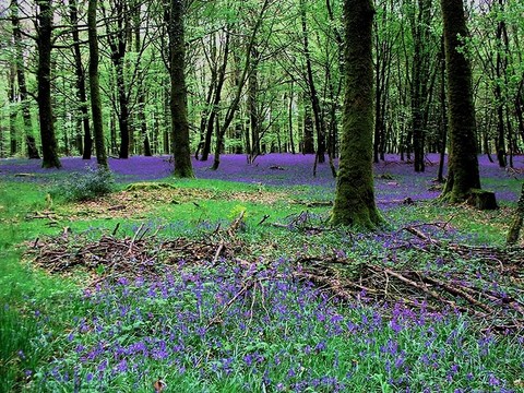 Forêt d'Andaines, près de Bagnoles de l'Orne - Orne - Normandie