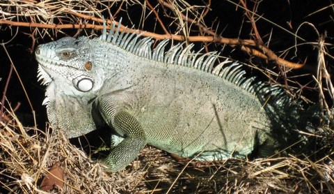 Iguane - St Martin - Antilles Françaises