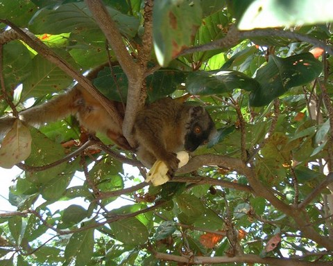 Maki, faune de Mayotte