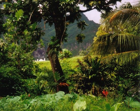 Iles Marquises, forêt de Fatu Hiva - Polynésie Française