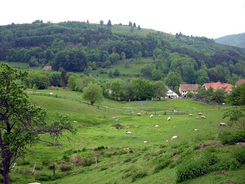 Belfosse, près du champ du feu - Alsace - Bas Rhin 