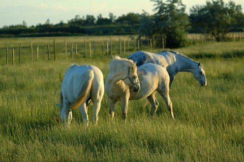 Chevaux de Camargue au pré